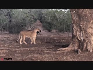 Lioness snatches photographers camera