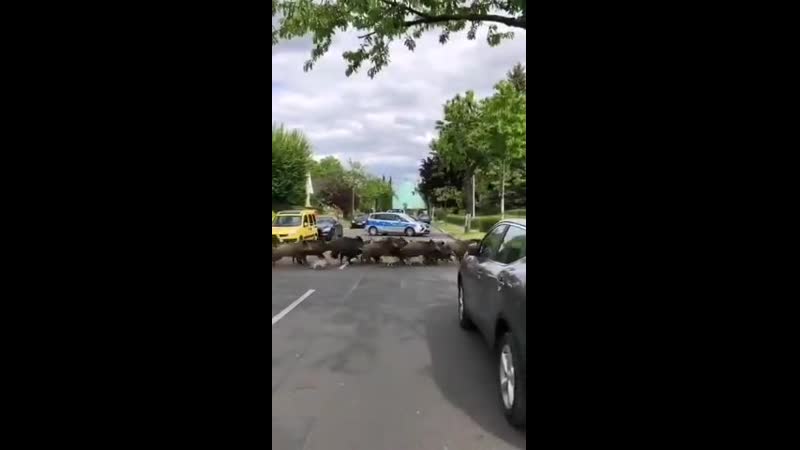 Берлинские кабанчики