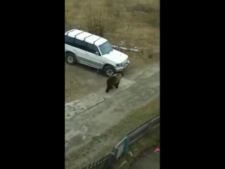 В коми полиция гонится за медведем