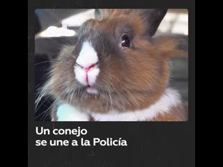 Percy, el conejito policía que ayuda a mantener la paz