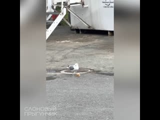 Jerk seagull steals prized snack from friend