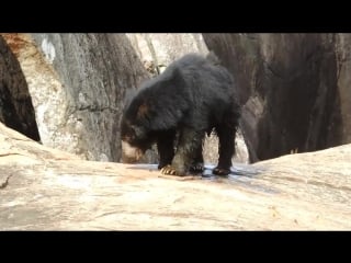 Sri lankan sloth bear