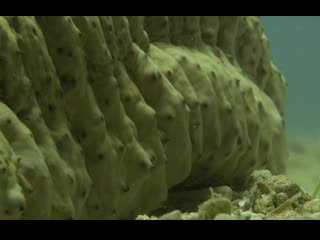 Pearlfish seek food and shelter in the anus of a sea cucumber