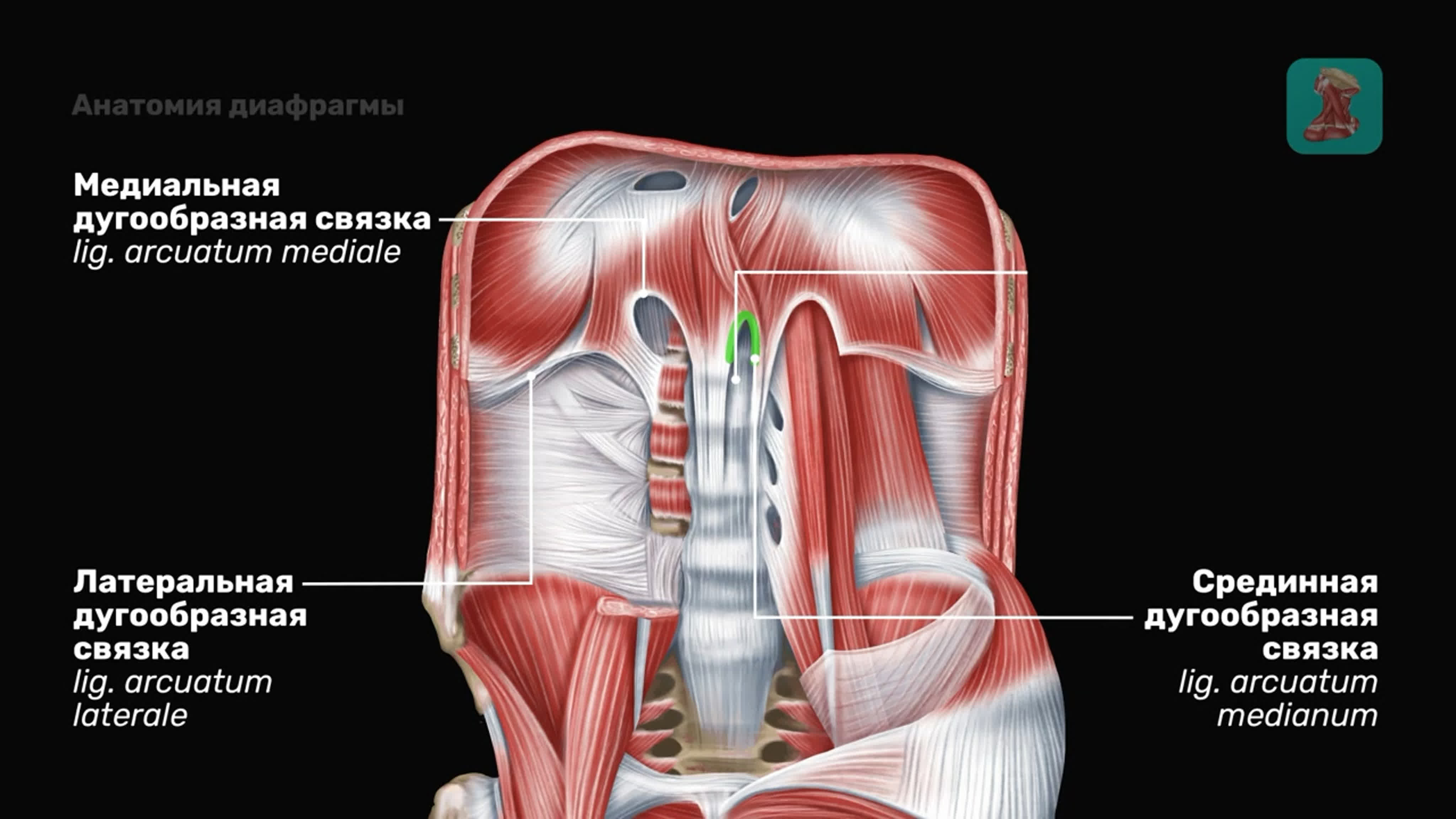 Анатомия диафрагмы