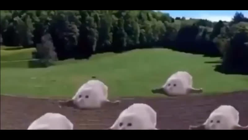 Хонг хонг хонг