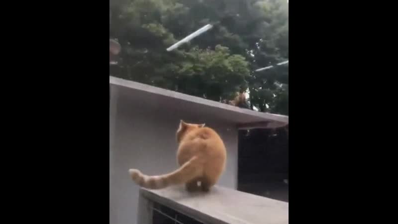 Наел пузико