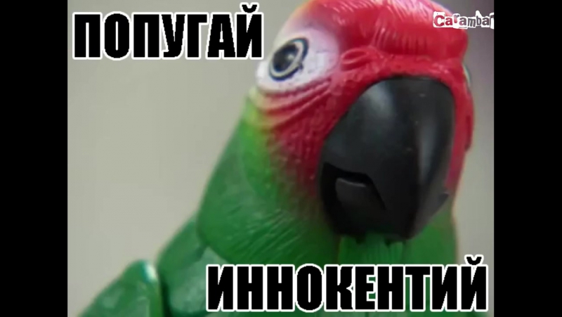 Попугай иннокентий