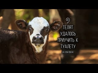 A calf in a latrine undergoing mooloo toilet training