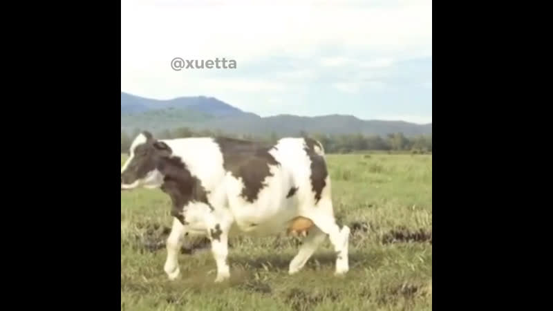 Ебать коровы флексят