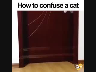 How to confuse a cat invisible contraption