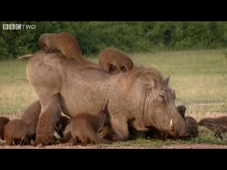 This warthog took a trip to the mongoose spa banded brothers bbc