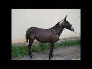 Tonico e tinoco mula preta