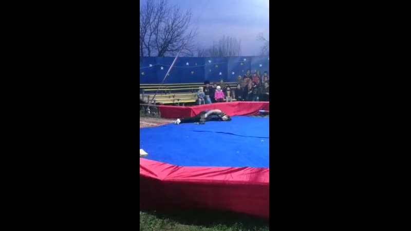 Удав в цирке