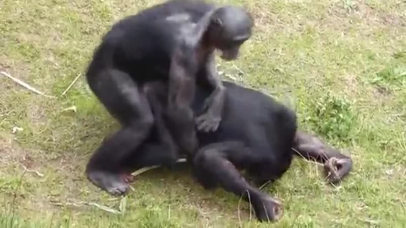 Пиздос видос