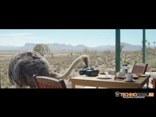 Ostrich do what you cant!