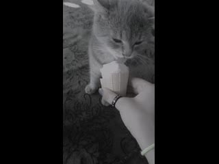 Кот и собака на протяжении всего видео едят мороженое