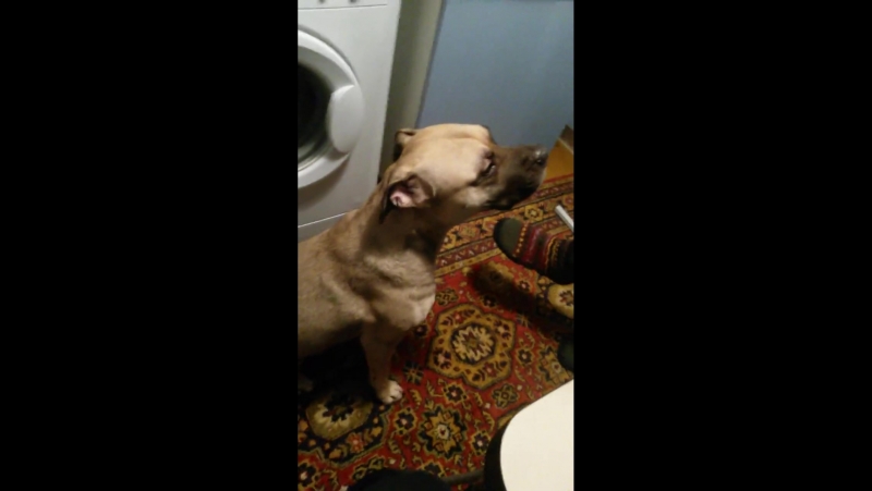 Карат показывает зайку