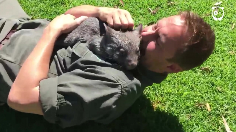 Австралийская собачка