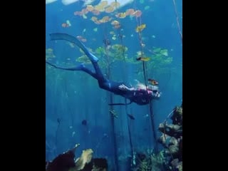 What an amazing underwater footage of the beautiful natural world! heart eyes thk u for ( 800 x 640 ) mp4