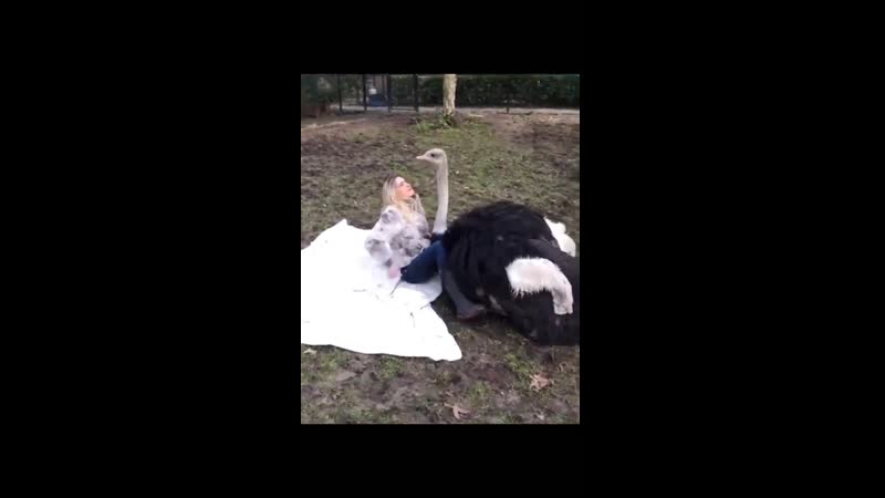 Наша живая планета 226 страус и девушка