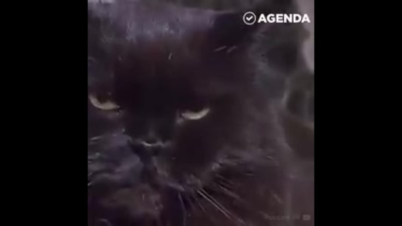 Преступление века раскрыто! как украли и вернули кота бегемота