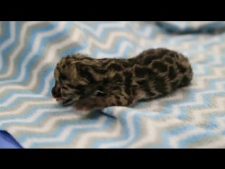 Porn welcomes rare clouded leopard cub born via artificial insemination