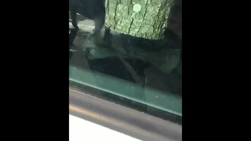 Шок! из машины выросло дерево