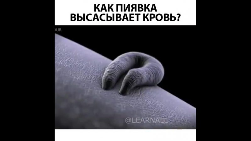 Гирудотерапия лечение различных заболеваний человека с использованием медицинской пияи