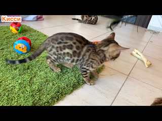 Кисси девочка 🤣