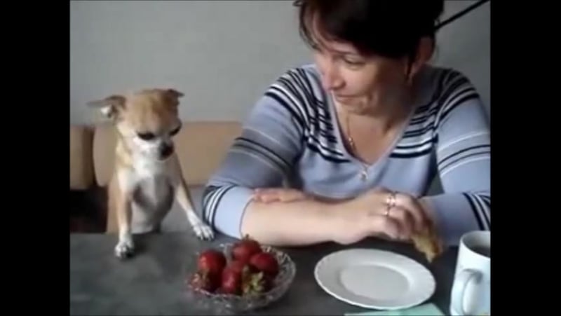 Чихуахуа и клубничка