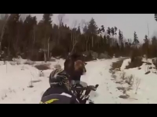 Бойся коня сзади, а лося спереди