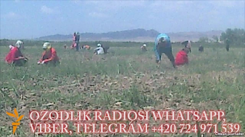 Қорақалпоғистонлик талаба “касал бўлсанг далада ўл, дейишди” ozodlik radiosi