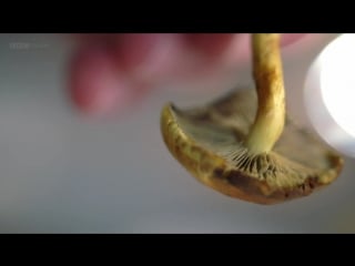 Магия грибов / the magic of mushrooms (bbc, 2014)