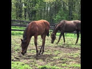 Texas red betty's baroness colt