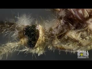 Malaria mosquito porn by fungus