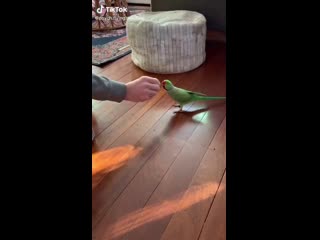 Give men food in his belly, and youll have him wrapped even a parrot can be taught ️ happydays