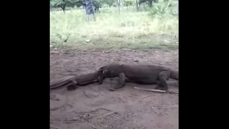 Варан поедает своего собрата