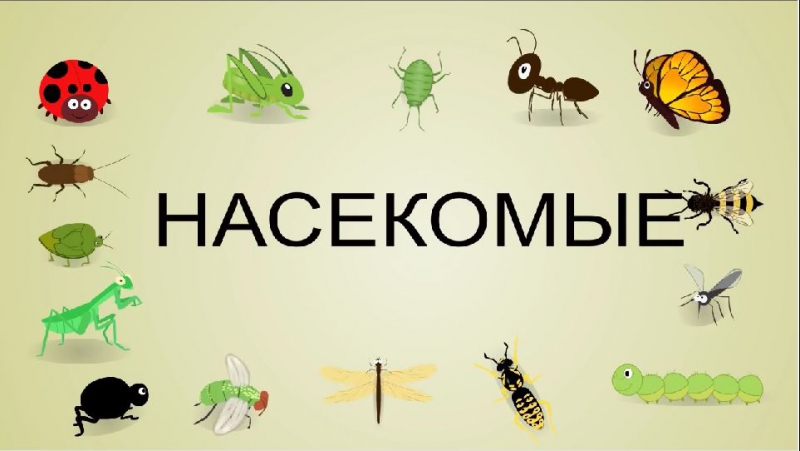 "насекомые" мультфильм для малышей