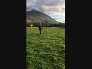 When sheep fall onto their backs they really struggle to get back up, leaving them vulnerable to predators