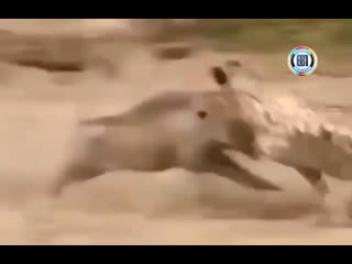 Неожиданная развязка