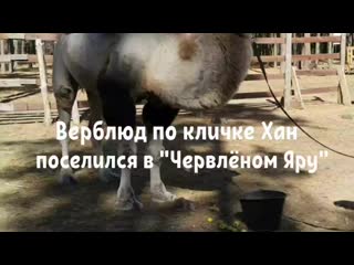 Верблюд хан