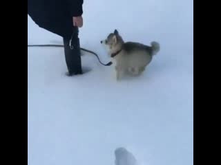 Too smol, he can’t even make footprints