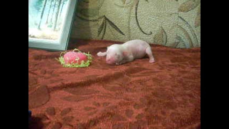 №6 девочка голая бело голубая рождена 03 сентября 2015