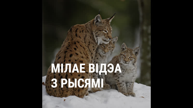 Мілае відэа з рысямі