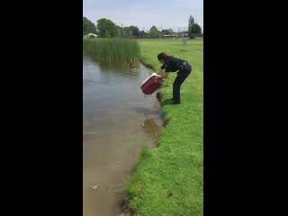 These ten ducklings were found orphaned and they were brought to a pet duck called stella who had just hatched nine of her own t