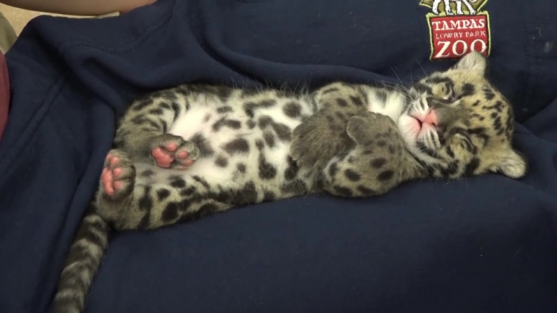 Leopard porn video – Catnapping clouded leopard cub