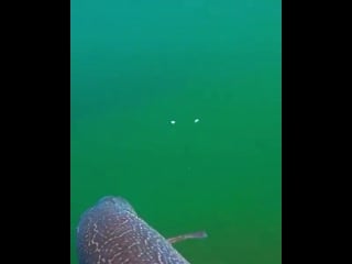 Russkaya rybalochka video 2020 11 30 23 22 mp4