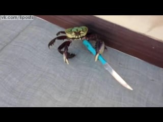 Краб ходит с ножом / crab defends himself from hungry asian with a knife