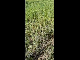 Jura vafin 20200622 0002 mp4