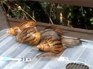 African land tiger snails achatina achatina